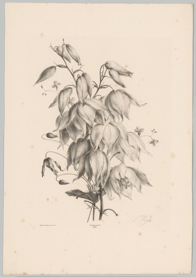 hengende blomster Flower and Fruit Studies (...) 10. episode (serietittel) av Anton Weiss