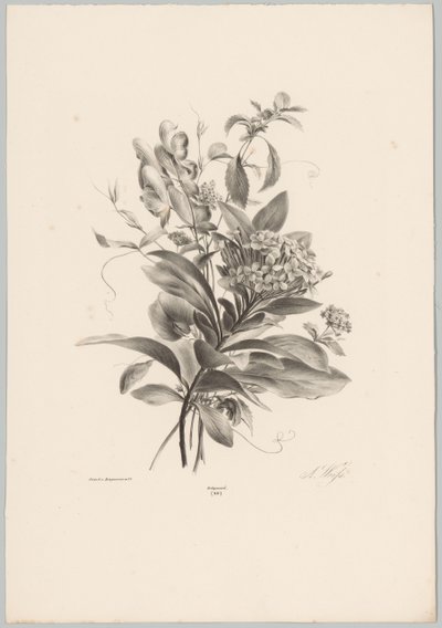 Hortensia og andre blomster Flower and Fruit Studies (...) 10. episode (serietittel) av Anton Weiss