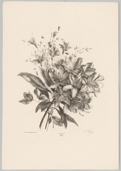 liljer Flower and Fruit Studies (...) 10. episode (serietittel) av Anton Weiss