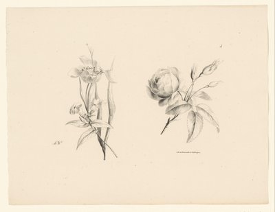 Rose og annen blomst Blomster og frukt (serietittel) av Anton Weiss