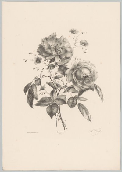 Rose og nellikeblomst Flower and Fruit Studies (...) 10. episode (serietittel) av Anton Weiss