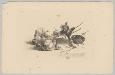 Rozen Bloem en Fruit Studien (...) 3. episode (serietittel) av Anton Weiss