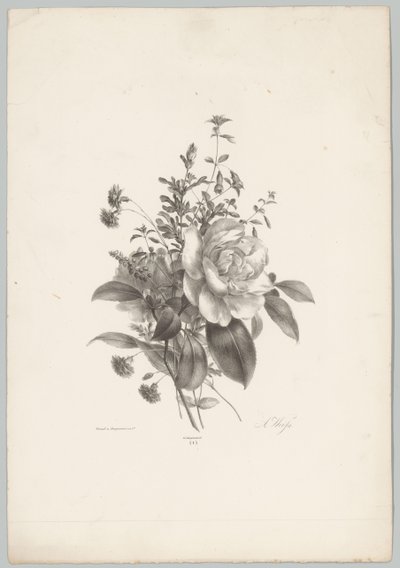 Roser, nelliker og fuchsia Flower and Fruit Studies (...) 10. episode (serietittel) av Anton Weiss