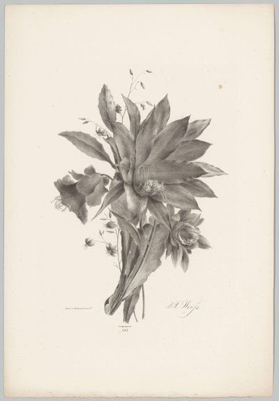 Stjerne- og klokkeformede blomster Flower and Fruit Studies (...) 10. episode (serietittel) av Anton Weiss