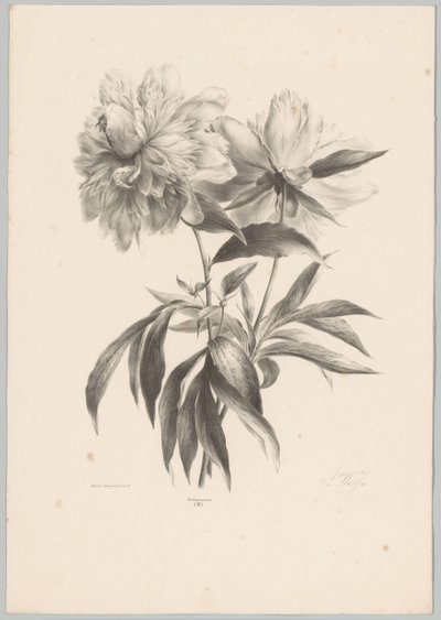 to blomster Flower and Fruit Studies (...) 10. episode (serietittel) av Anton Weiss