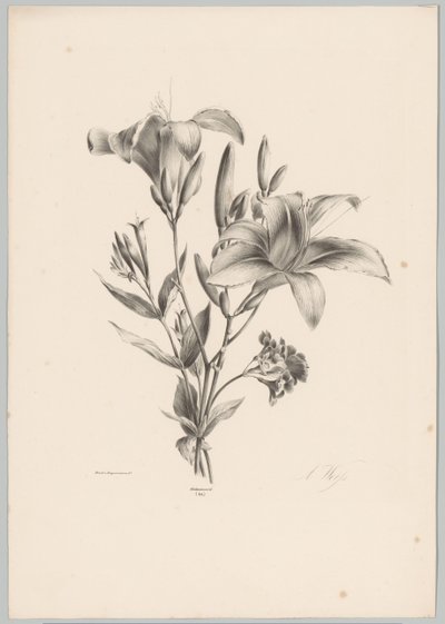 To liljer Flower and Fruit Studies (...) 10. episode (serietittel) av Anton Weiss