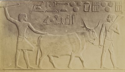 Hellig okse ved Saqqara av Antonio Beato