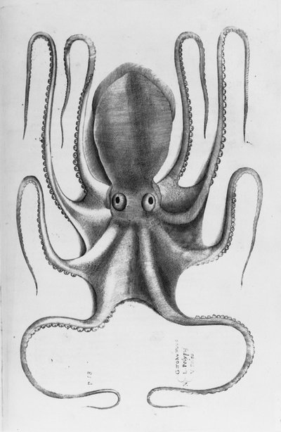 Illustrasjon fra "Aquatilium animantium historia, liber primus" av Ippolito Salviani, 1554 av Antonio Lafreri