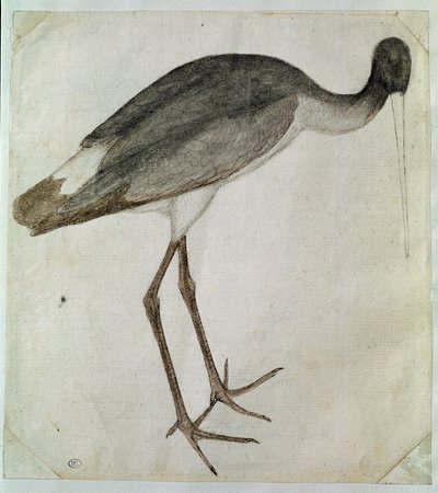 En svart stork står, vendt mot høyre. Tegning av Antonio di Puccio Pisano dit Pisanello (før 1395-1455). Brun blekk, brun vask, grå vask, svart stein, fjær. Mål: 20,8x18,7cm. Louvre, Cabinet des dessins av Antonio Pisanello