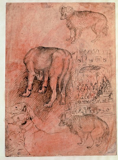 Hundestudier. Aulic episode. Tegning av Antonio Pisano dit il Pisanello (1380-1455) av Antonio Pisanello