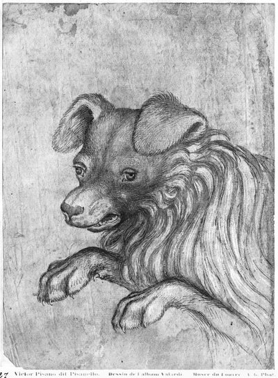 Hodet til en hund, fra The Vallardi Album av Antonio Pisanello