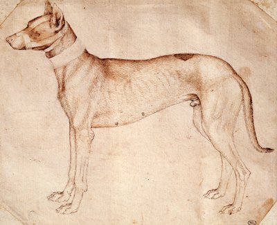 Studie av jakthund av Antonio Pisano kjent som Pisanello (før 1395-ca 1455), tegning med penn og brunt blekk av Antonio Pisanello