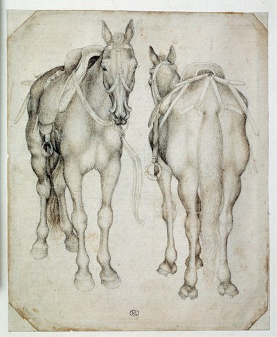 To seler, sett tre fjerdedeler, den ene forfra og den andre bakfra. Tegning av Pisano Antonio di Puccio dit Pisanello (1395-1455) av Antonio Pisanello