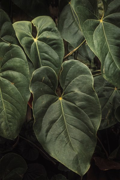 Anthurium Andraeanum V, 2024 (digital fotografering) av Antonio Schubert