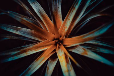 Bromelioideae, 2015 (digitalt bilde) av Antonio Schubert