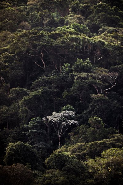 Embauba III, 2019 (digitalt bilde) av Antonio Schubert