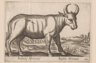Afrikansk bøffel Bubalus Africanus/ Bufalo Africano (tittel på objekt) Dyr og mytiske skapninger (serietittel) Nova raccolta de li animali piu curiosi del mondo (serietittel) av Antonio Tempesta
