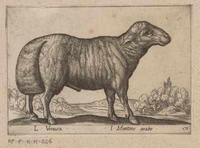 Arabisk schaap L Veruex/ I Montone arabo (tittel på objekt) Dieren en fablewezens (serietittel) Ny samling av verdens mest nysgjerrige dyr (serietittel) av Antonio Tempesta