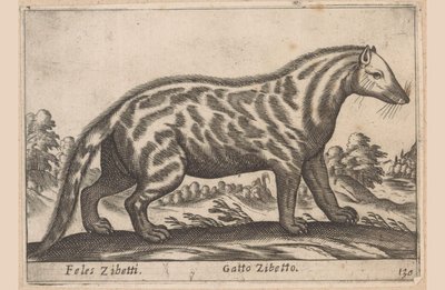Civetkat Feles Zibetti / Cat Civet (tittel på objekt) Dieren en fabelwezens (serietittel) Nova-samling av de mest nysgjerrige dyrene i verden (serietittel) av Antonio Tempesta