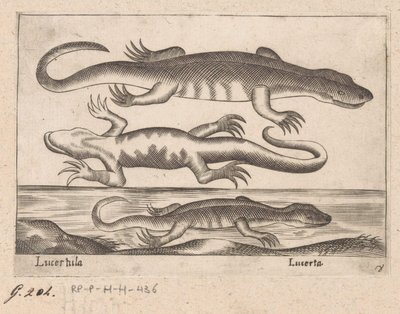Tre drager Lizard/ Lizard (tittel på objekt) Dieren en fablewezens (serietittel) Ny samling av verdens mest nysgjerrige dyr (serietittel) av Antonio Tempesta