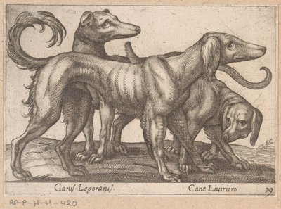 Tre hunder Canis Leporius / Cane Liviriero (tittel på objekt) Dyr og mytiske skapninger (serietittel) Nova raccolta de li animali piu curiosi del mondo (serietittel) av Antonio Tempesta