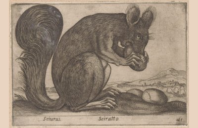Eekhoorn Sciurus/ Sciratto (tittel på objekt) Dieren en fabelwezens (serietittel) Nytt nysgjerrig lite dyr i verden (serietittel) av Antonio Tempesta