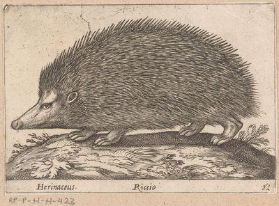 egel Herinaceus/ Riccio (tittel på objekt) Dieren en fabelwezens (serietittel) Nova raccolta de li animali piu curiosi del mondo (serietittel) av Antonio Tempesta