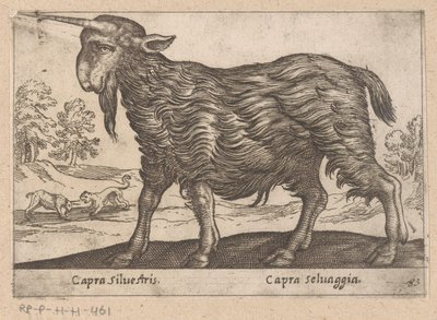 Geit med ett horn Capra Silvestris/ Capra Selvaggia (tittel på objekt) Dieren en fablewezens (serietittel) Ny samling av verdens mest nysgjerrige dyr (serietittel) av Antonio Tempesta