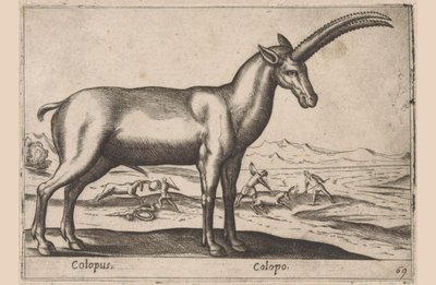 geitaktig Colopus/ Colopo (tittel på objekt) Dieren en fablewezens (serietittel) Ny samling av verdens mest nysgjerrige dyr (serietittel) av Antonio Tempesta