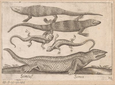 Hagedissen Scincus/ Scinco (tittel på objekt) Dieren en fabelwezens (serietittel) Nova raccolta de li animali piu curiosi del mondo (serietittel) av Antonio Tempesta