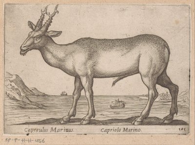 Hert Capreulus Marinus / Capriolo Marino (tittel på objekt) Dieren en fablewezens (serietittel) Ny samling av verdens mest nysgjerrige dyr (serietittel) av Antonio Tempesta