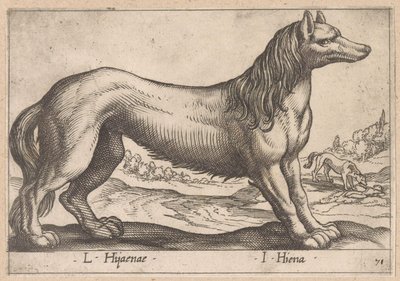 hyene L Hijanae/ I Hyena (tittel på objekt) Dieren en fabelwezens (serietittel) Nova raccolta de li animali piu curiosi del mondo (serietittel) av Antonio Tempesta