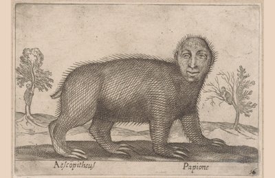 Dovendyr Aescopitheus/ Papione (tittel på objekt) Dyr og mytiske skapninger (serietittel) Nova raccolta de li animali piu curiosi del mondo (serietittel) av Antonio Tempesta