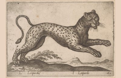 Leopard L Leopardus/ I Leopardo (tittel på objekt) Dieren en fablewezens (serietittel) Ny samling av verdens mest nysgjerrige dyr (serietittel) av Antonio Tempesta
