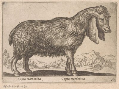 Membrina geit Capra mambrina / Capra mambrina (tittel på objekt) Dieren en fablewezens (serietittel) Ny samling av verdens mest nysgjerrige dyr (serietittel) av Antonio Tempesta