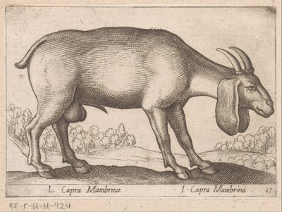 Membrina geit L Capra Mambrinae/ I Capra Mambrina (tittel på objekt) Dieren en fablewezens (serietittel) Ny samling av verdens mest nysgjerrige dyr (serietittel) av Antonio Tempesta