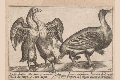 Misvormde ganzen Gås med dobbel hals og dobbel kropp Dieren en fablewezens (serietittel) En ny samling av li animali s av Antonio Tempesta