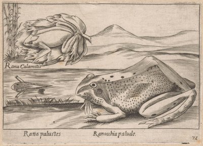Moeras Kikkers Marsh Frog / Marsh Frog (tittel på objekt) Dieren en fabelwezens (serietittel) Nova-samling av de mest nysgjerrige dyrene i verden (serietittel) av Antonio Tempesta