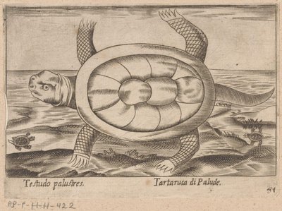 Moerasschildpad Testudo palustres/ Tartaruca di Palude (tittel på objekt) Dieren en fablewezens (serietittel) Nova raccolta de li animali piu curiosi del mondo (serietittel) av Antonio Tempesta