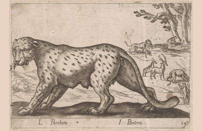 Panter L Panthera/ I Panthera (tittel på objekt) Dieren en fablewezens (serietittel) Ny samling av verdens mest nysgjerrige dyr (serietittel) av Antonio Tempesta