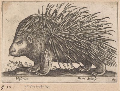Stekelvarken Hijstrix/ Porco Spinoso (tittel på objekt) Dieren en fabelwezens (serietittel) Ny samling av de mest nysgjerrige dyrene i verden (serietittel) av Antonio Tempesta