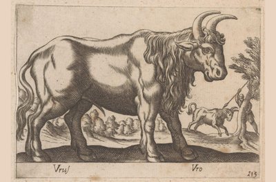 Stier Vrus/ Vro (tittel på objekt) Dieren en fablewezens (serietittel) Ny samling av de mest nysgjerrige dyrene i verden (serietittel) av Antonio Tempesta