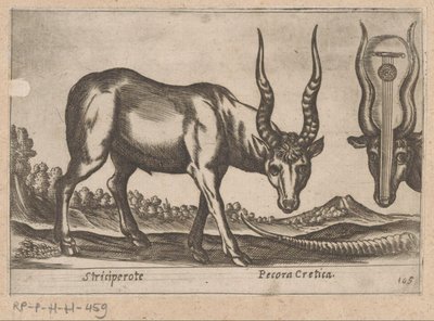 To antiloper Striciperote/ Kretisk storfe (tittel på objekt) Dieren en fablewezens (serietittel) Nova raccolta de li animali piu curiosi del mondo (serietittel) av Antonio Tempesta