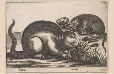 To bisamrotter Lonx/Lonza (tittel på objekt) Dyr og mytiske skapninger (serietittel) Nova raccolta de li animali piu curiosi del mondo (serietittel) av Antonio Tempesta