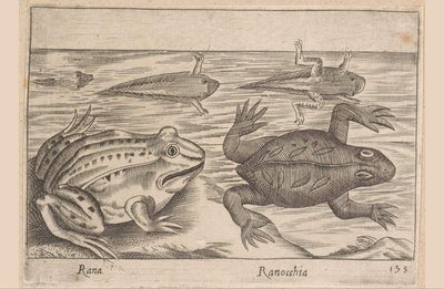 Fem stadier av en frosk Rana/ Ranocchia (tittel på objekt) Dyr og mytiske skapninger (serietittel) Nova raccolta de li animali piu curiosi del mondo (serietittel) av Antonio Tempesta