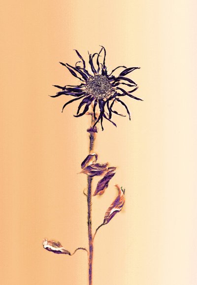 Gammel blomst - aprikos, 2025 (bilde) av Antonius Antonius