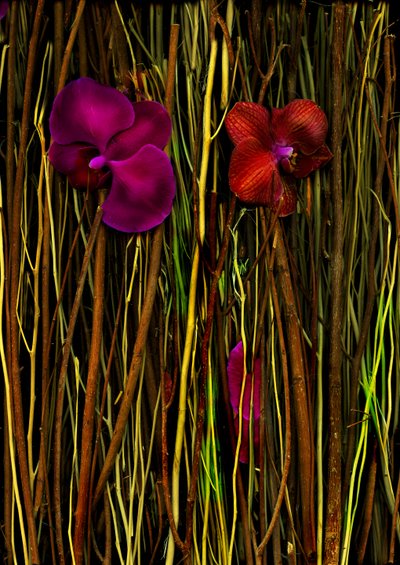 Blomster nr. 2, 2014 (bilde) av Antonius Antonius