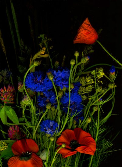 Original bukett, 2025 (bilde) av Antonius Antonius