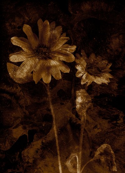 Blomst av Antonius Antonius