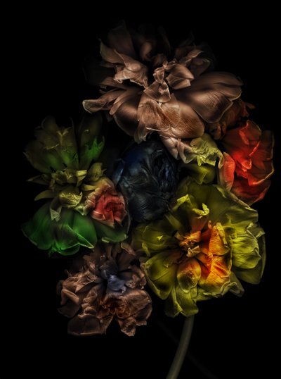 Blomster 13-1, 2025 (bilde) av Antonius Antonius